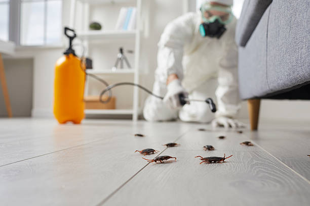 Trusted Rodent Control service in East Niles, CA - Nex Pest Control